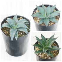 アガベ・オテロイ(チタノタ・グリーン） 中株 3号ロングポット×3株