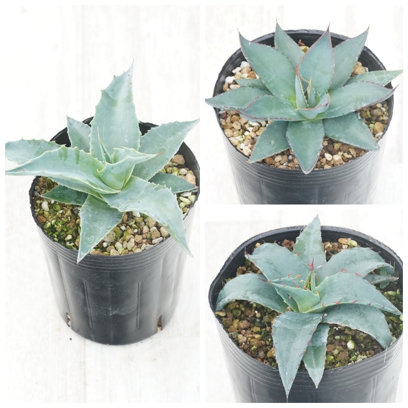 �����١��Ѵ����ʼ�3�糧�åȡʥ����󥸡����֥롼����С������硼�������3����󥰥ݥå�