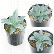 アガベ・オバティフォリア 中株 5号ポット | | アガベ（リュウゼツラン