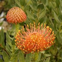 �Բֲ��դ��ե�塼�����ڥ�ޥ�֥�����ɥ����ȡץ֥�����Ω�ơ�4����󥰥ݥåȡ�