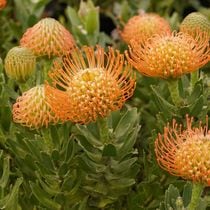 花芽付き》リューコスペルマム「ハイゴールド」3.5号鉢 | | ネイティブ