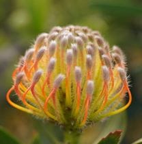 �Բֲ��դ��ե�塼�����ڥ�ޥ�֥���ץ֥�����Ω�ơ�4����󥰥ݥåȡ�