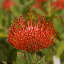 �Բֲ��դ��ե�塼�����ڥ�ޥ�֥���Х�åɡץ���������ɻ�Ω�ơ�4����󥰥ݥåȡ�