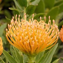 ��塼�����ڥ�ޥ�֥���Хԡ����ץ���������ɻ�Ω�ơ�4����󥰥ݥåȡ�