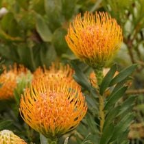 �Բֲ��դ��ե�塼�����ڥ�ޥ�֥���Х���ס��֥�����Ω�ơ�4����󥰥ݥåȡ�