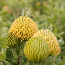 �Բֲ��դ��ե�塼�����ڥ�ޥ�֥��ץꥳ�åȥ���С��ס��֥�����Ω�ơ�4����󥰥ݥåȡ�