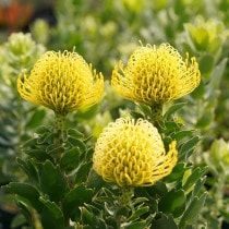 ネイティブプランツ | 四国ガーデン株式会社