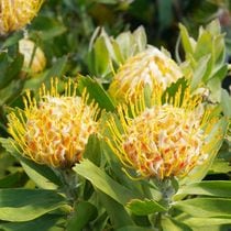 �Բֲ��դ��ե�塼�����ڥ�ޥ�֥�����ɥե������ס��֥�����Ω�ơ�4����󥰥ݥåȡ�