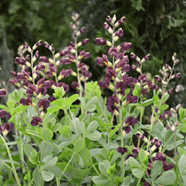 �Хץƥ������֥��å������祳�졼�ȡ�3����󥰥ݥåȡ�