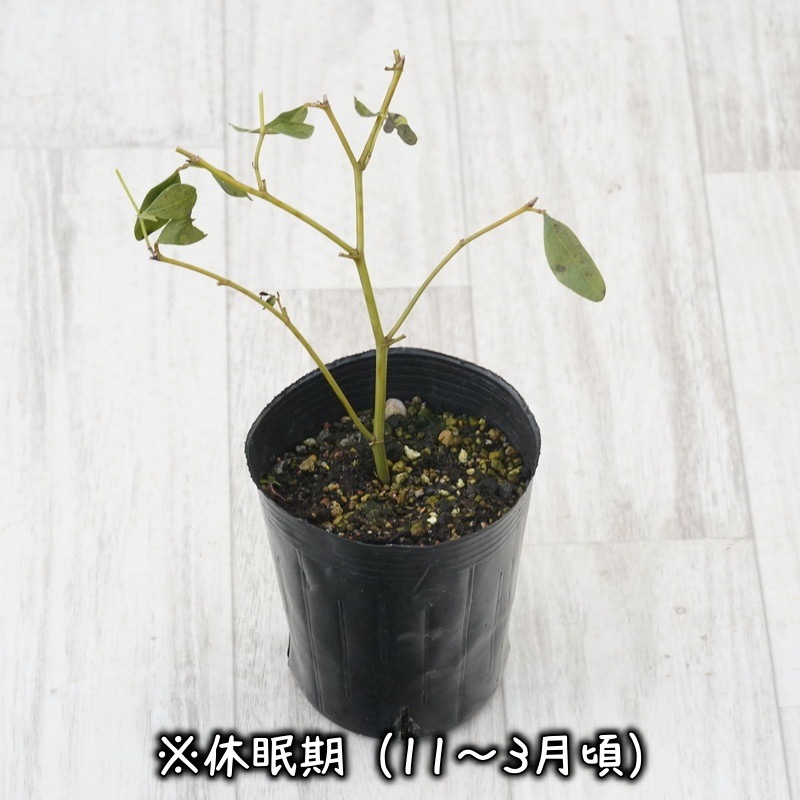 バプティシア「ソーラー・フレア」3号ロングポット | | 宿根草（植物名