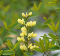 �Хץƥ������֥����饤�ʡ��ࡼ��饤�ȡ�3����󥰥ݥåȡ�