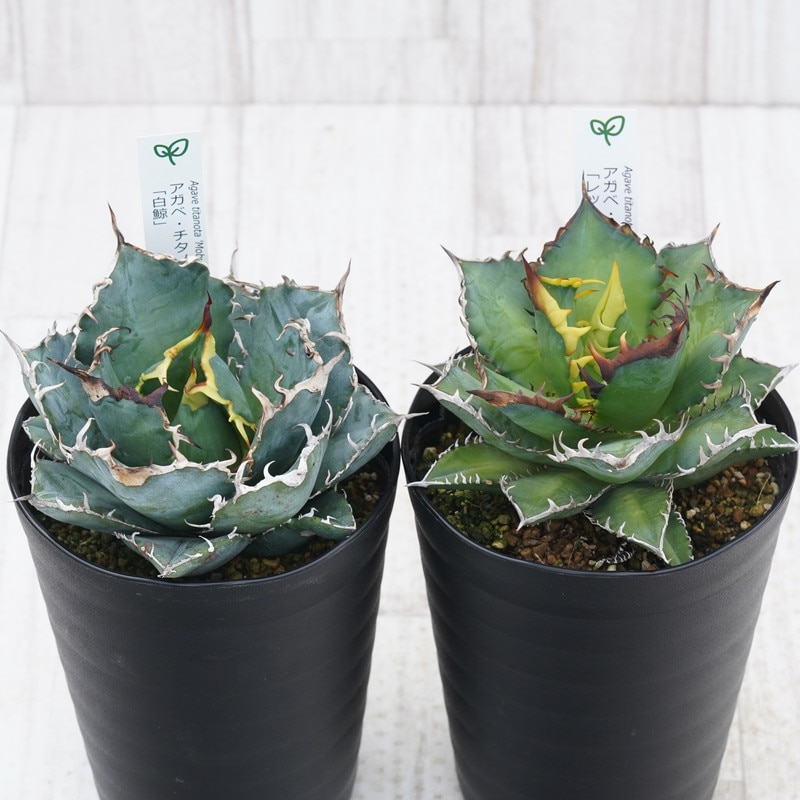 �����١������Υ�����2�糧�åȡ���ߡ���ǭ��4.5��ȭ