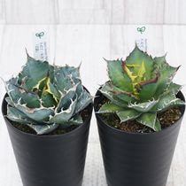 アガベ・スノーグロー 4号ロングポット | | アガベ（リュウゼツラン