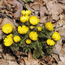 �ڻ������ʡ����10�����å�