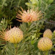 �Բֲ��դ��ե�塼�����ڥ�ޥ�֥��ѥ������ס�3.5��ȭ