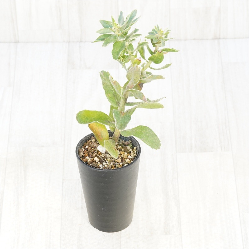 花芽付き》リューコスペルマム「ハイゴールド」3.5号鉢 | | ネイティブ