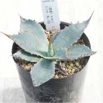 現物》アガべ オバティフォリア オルカ No.178 4号 | | 現物販売