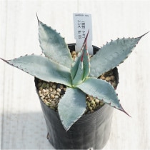 �Ը�ʪ�ե����١��ѥ꡼���ۡ������󥷥�����åɥ��ѥ���No.189��3��