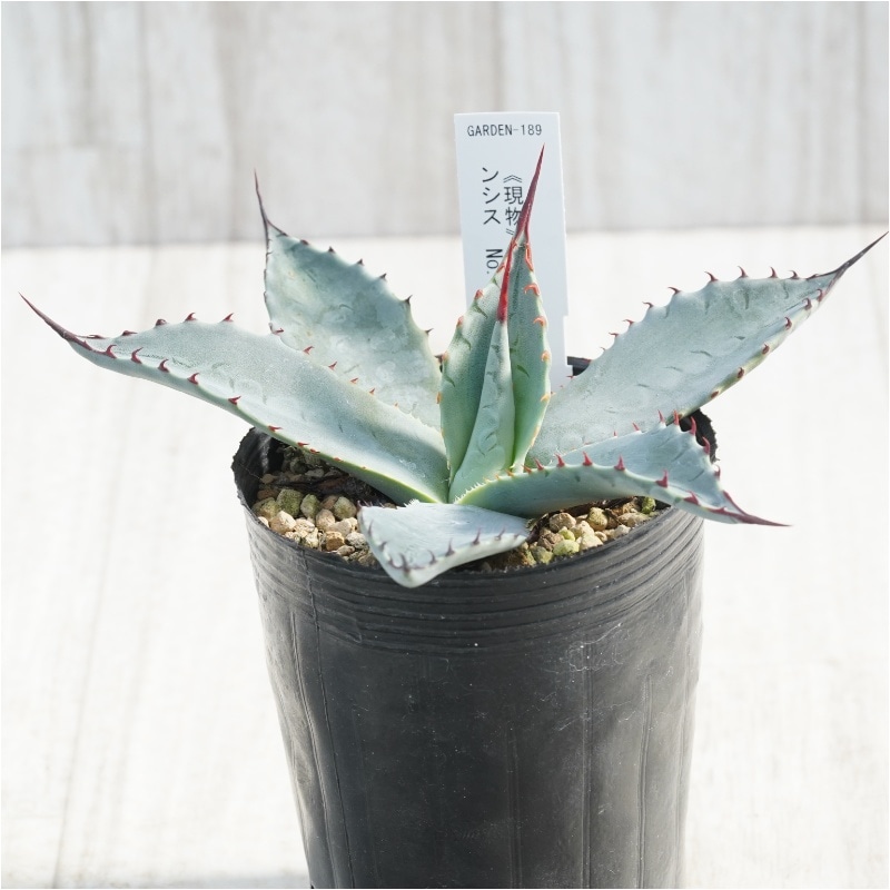 現物》アガべ パリー ホーチエンシス レッドスパイン No.189 3号