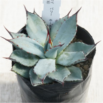 �Ը�ʪ�ե����١��ѥ꡼���ۡ������󥷥�����åɥ��ѥ����������åȡ�No.190��3��