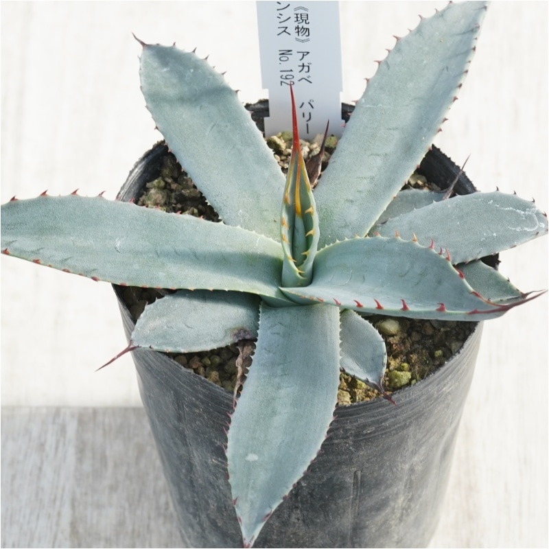 アガベ パリー E ロングスパイン 現物》アガべ パリー ホーチエンシス 細長葉 カラフルロングスパイン