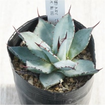 【bk40000】アガベ オバティフォリア　オルカ 園芸ネット本店｜[ザ・ファームセレクト]アガベ：オバティフォリア