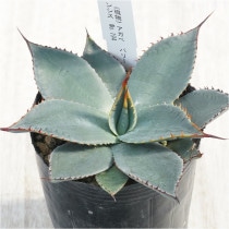現物》アガべ チタノタ「豆豆龍（トトロ）」 No.277 3号 | | 現物販売