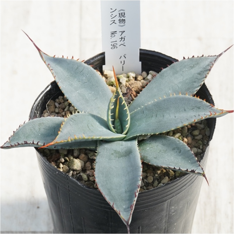 現物》アガべ パリー ホーチエンシス カラフルスパイン ノコギリ棘 No