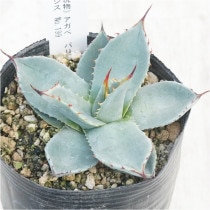 現物》アガべ チタノタ「豆豆龍（トトロ）」 No.277 3号 | | 現物販売