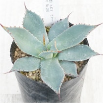 �Ը�ʪ�ե����١��ѥ꡼���ۡ������󥷥�������ե륹�ѥ���No.200��3��