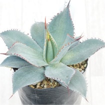 �Ը�ʪ�ե����١��ѥ꡼���ۡ������󥷥�������ե륹�ѥ��󡡥Υ���������No.201��3��