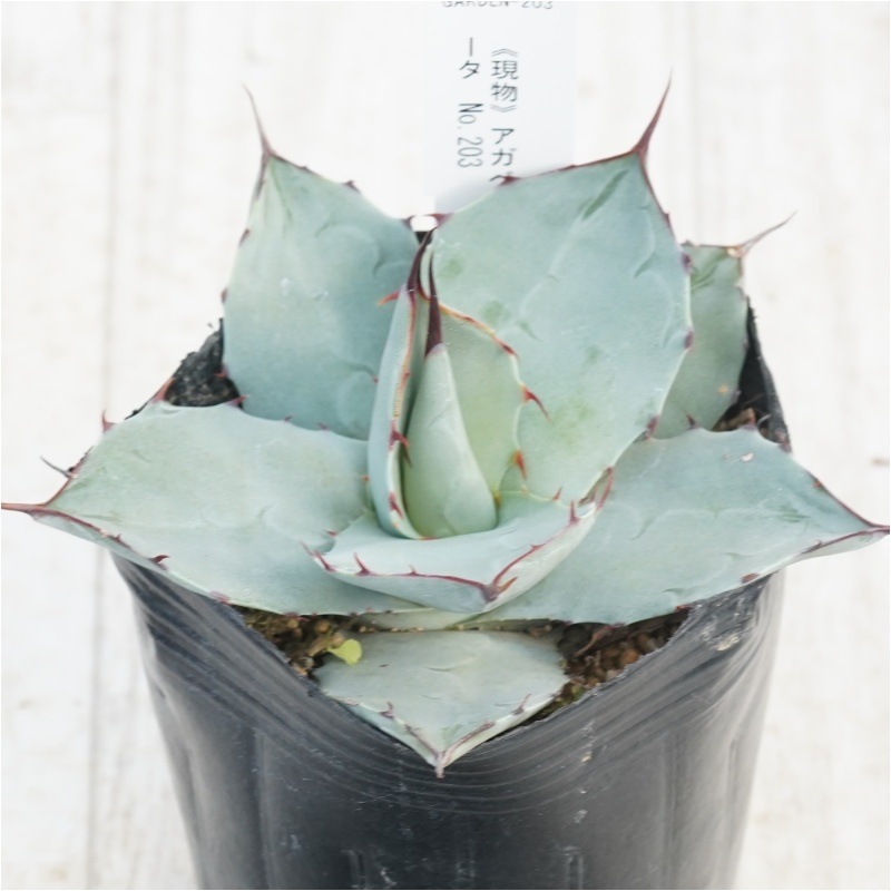 現物》アガべ パリー トルンカータ 紅黒棘 No.203 3号 | | 現物販売