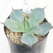 �Ը�ʪ�ե����١��ѥ꡼���ȥ�󥫡���������ե륹�ѥ��󡡥���ѥ��ȡ����ա�No.205��3��