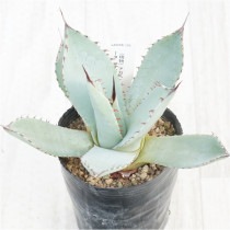 �Ը�ʪ�ե����١��ѥ꡼���ȥ�󥫡������ȹ�����No.208��3��