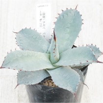 �Ը�ʪ�ե����١��ѥ꡼���ȥ�󥫡�������åɥ��ѥ��󡡥ۥ磻�ȥ֥롼�ա�No.210��3��