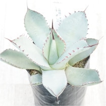 �Ը�ʪ�ե����١��ѥ꡼���ȥ�󥫡������ȹ�����No.211��3��