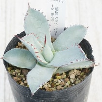 �Ը�ʪ�ե����١��ѥ꡼���ȥ�󥫡�������åɥ��ѥ��󡡥ۥ磻�ȥ֥롼�ա�No.212��3��