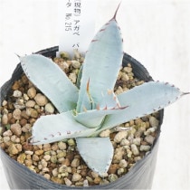 �Ը�ʪ�ե����١��ѥ꡼���ȥ�󥫡���������ե륹�ѥ��󡡥ۥ磻�ȥ֥롼�ա�No.215��3��