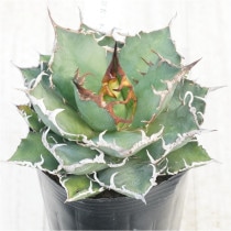 �Ը�ʪ�ե����١������Υ�������������No.218��3��