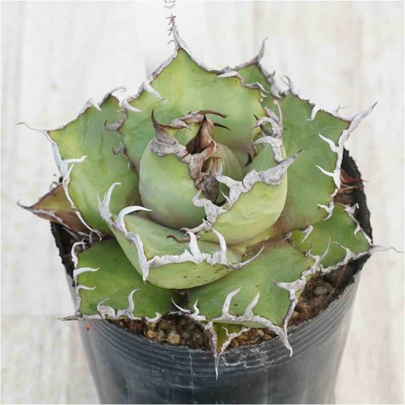 現物》アガべ チタノタ シーザー No.222 3号 | | 現物販売