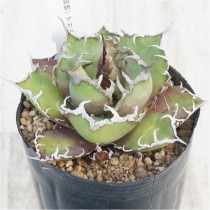 現物》No.39 アガべ オテロイ ブラウン＆ホワイトスパイン 極上子株 2