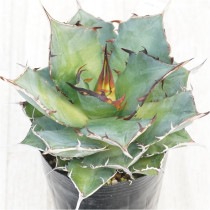 �Ը�ʪ�ե����١������Υ����ϥǥ���No.231��3��