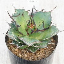 �Ը�ʪ�ե����١������Υ����ϥǥ���No.232��3��