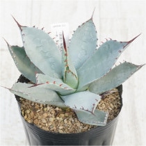 �Ը�ʪ�ե����١��ѥ꡼���ȥ�󥫡�������åɥ��ѥ���No.233��4��