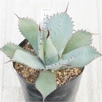 �Ը�ʪ�ե����١��ѥ꡼���ȥ�󥫡������۱ꡡ�ȹ�����No.236��4��