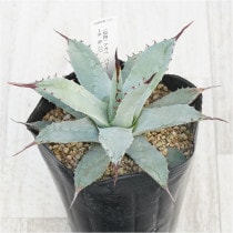 �Ը�ʪ�ե����١��ѥ꡼���ȥ�󥫡������ȹ��������ա�No.237��4��