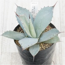 �Ը�ʪ�ե����١��ѥ꡼���ȥ�󥫡������ȹ������ۥ磻�ȥ֥롼�ա�No.245��4��