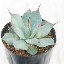 �Ը�ʪ�ե����١��ѥ꡼���ȥ�󥫡�������åɥ��ѥ��󡡥���ѥ��ȡ�No.246��4��