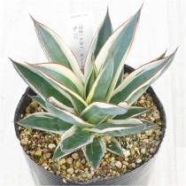 �Ը�ʪ�ե����١����Ρ���������No.250��4��