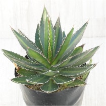 �Ը�ʪ�ե����١������ե��󥵡�No.270��6��